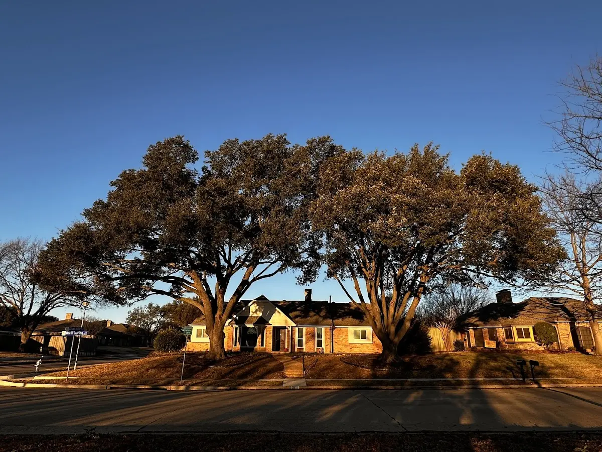 Established residential canopy tree shading a home in Concord